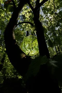 Springtime forest with sun shining through crystal lensball leaves and bran.. Stock Photos