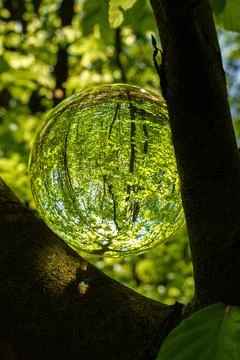 Springtime forest with sun shining through crystal lensball leaves and bran.. Stock Photos