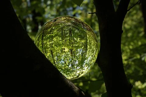 Springtime forest with sun shining through crystal lensball leaves and bran.. Stock Photos
