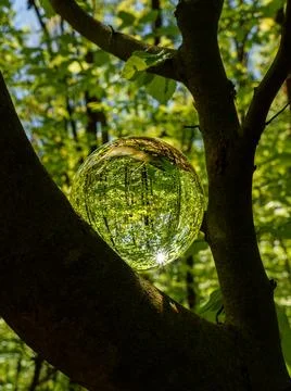 Springtime forest with sun shining through crystal lensball leaves and bran.. Stock Photos