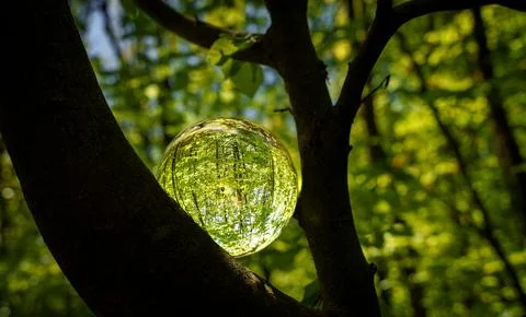 Springtime forest with sun shining through crystal lensball leaves and bran.. Stock Photos