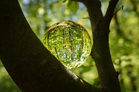 Springtime forest with sun shining through crystal lensball leaves and bran.. Stock Photos