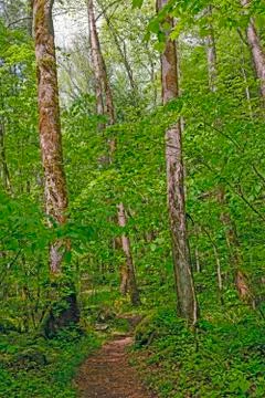 Springtime on a Forest trail Stockfoto's