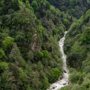 Springtime Forest Turkey Stock Photos