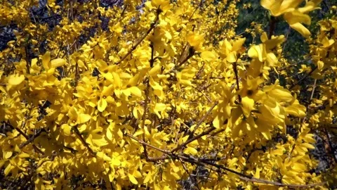 Springtime Forsythia 1 Stock Footage 75014256