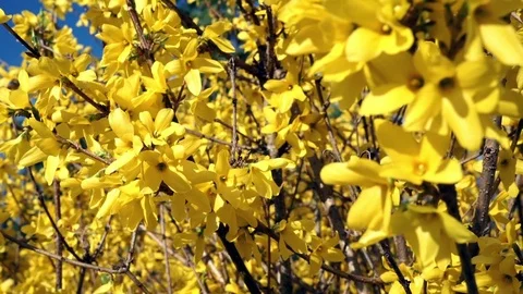 Springtime Forsythia 10 Stock Footage 75014313
