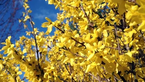 Springtime Forsythia 11 Stock Footage 75014249