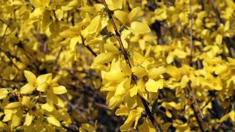 Springtime Forsythia 12 Stock Footage 75014298