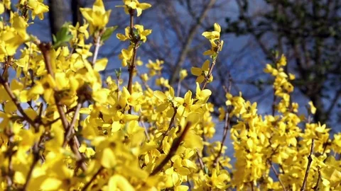 Springtime Forsythia 13 Stock Footage 75014242