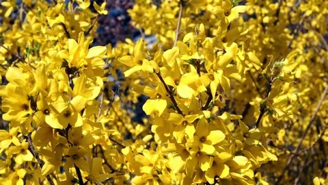 Springtime Forsythia 2 Stock Footage 75014183