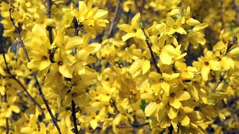 Springtime Forsythia 3 Stock Footage 75014296
