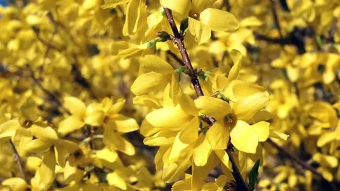 Springtime Forsythia 4 Stock Footage 75014310