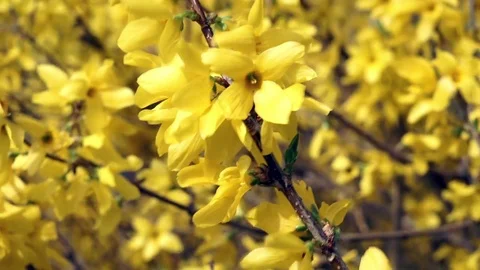 Springtime Forsythia 5 Stock Footage 75014281