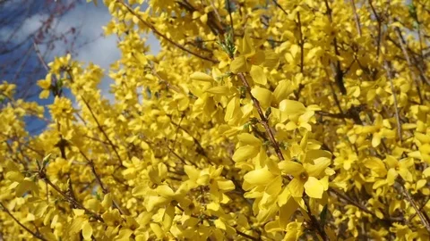 Springtime Forsythia 6 Stock Footage 75014305