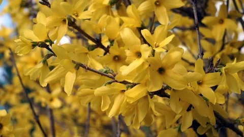 Springtime Forsythia 7 Stock Footage 75014177