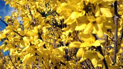 Springtime Forsythia 8 Stock Footage 75014148