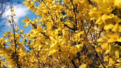 Springtime Forsythia 9 Stock Footage 75014294