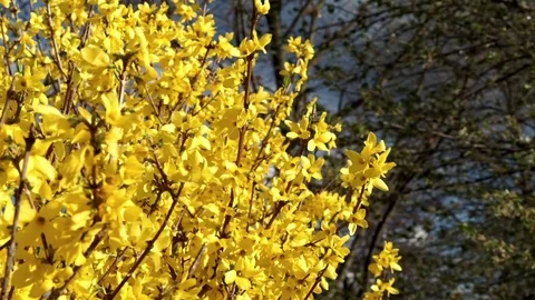 Springtime Forsythia Stock Footage 75014237