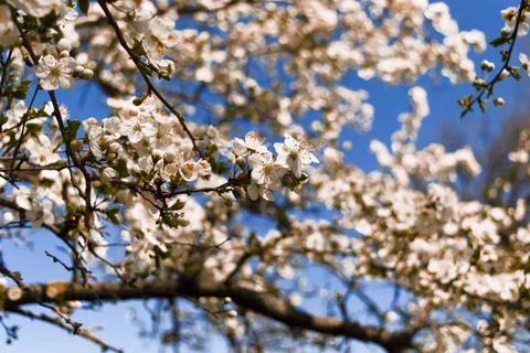 Springtime in the garden with cherries. Stock Photos