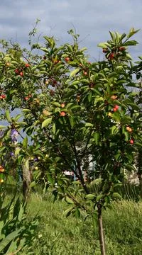 Springtime garden with cherry tree sapling Stock Photos