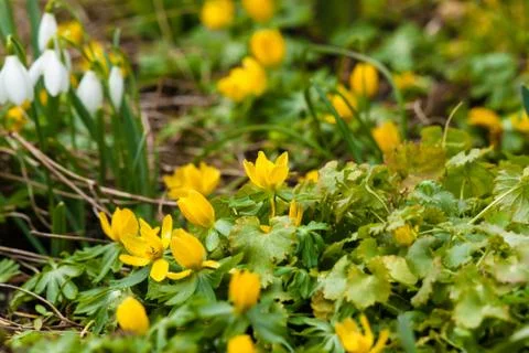 Springtime in the garden with flowers Stock Photos