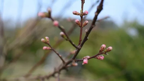 Springtime in the garden Stock-Footage 105902738