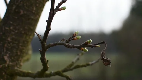 Springtime in the garden Stock-Footage 105902744