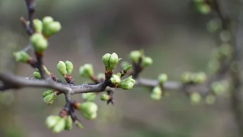 Springtime in the garden 스톡 동영상 105902746