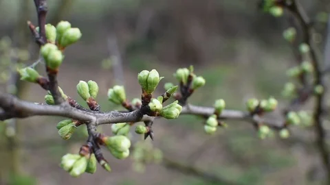 Springtime in the garden Stock-Footage 105902912