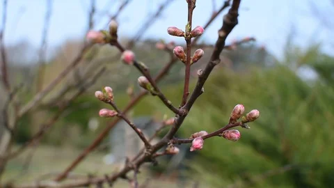 Springtime in the garden Stock-Footage 105902916