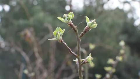 Springtime in the garden Stock-Footage 105903409