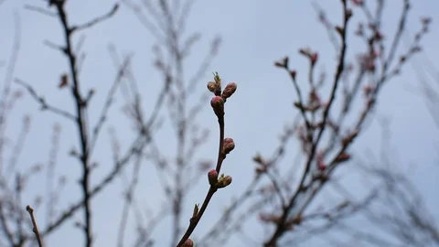 Springtime in the garden Stock-Footage 105903430