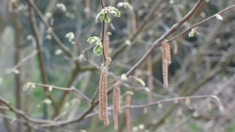 Springtime in the garden Stock-Footage 105903460