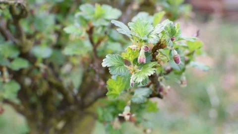 Springtime in the garden Stock-Footage 105903489