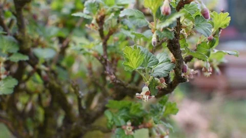 Springtime in the garden Stock-Footage 105903591