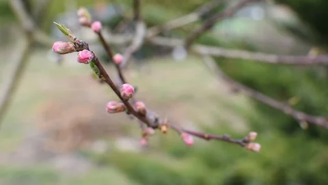 Springtime in the garden Stock-Footage 105903639
