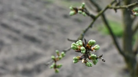 Springtime in the garden Stock-Footage 105903758