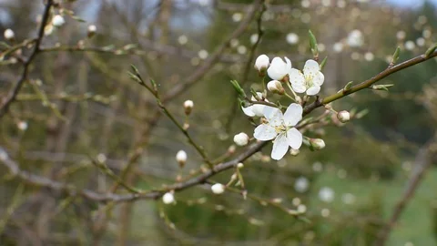 Springtime in the garden Stock-Footage 105903925