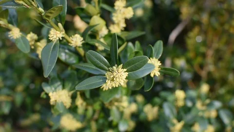 Springtime in the garden Stock-Footage 105903944