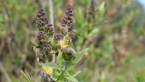 Springtime in the garden Stock-Footage 105904023