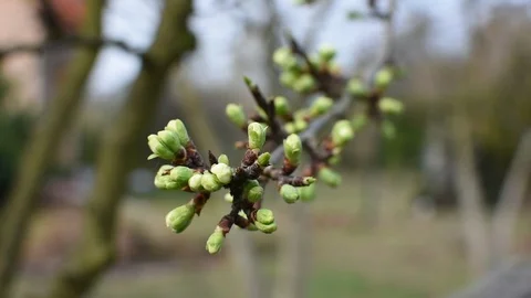 Springtime in the garden Stock-Footage 105904074