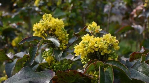 Springtime in the garden Stock-Footage 105904109