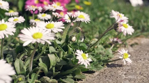 Springtime in a garden with many flowers Vídeo Stock 109167623