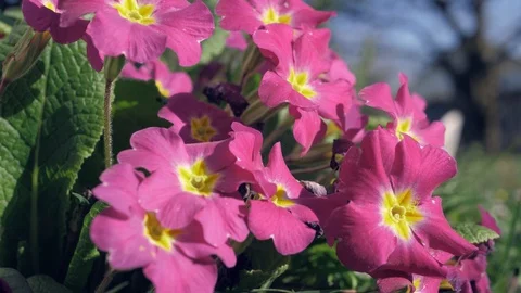 Springtime in a garden with many flowers Stock-Footage 109167848