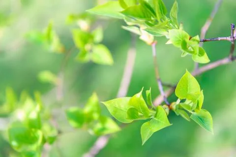 Springtime in the garden Stock Photos