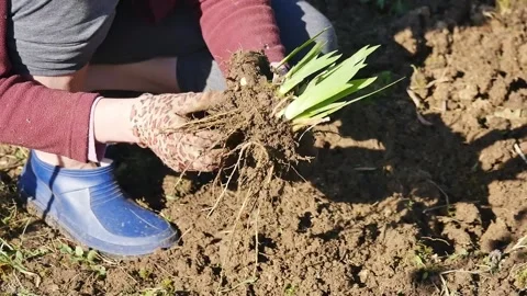 Springtime gardening works Vidéo 270298371