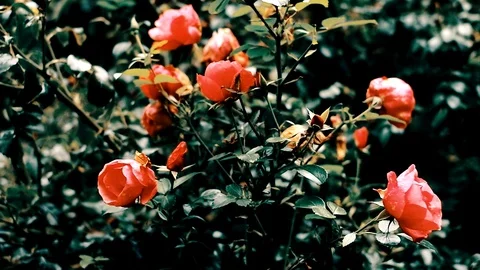 Springtime gardens colors Stock Footage 106571048