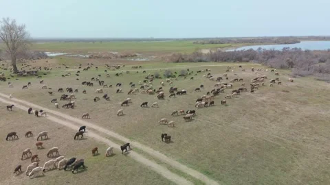 Springtime grazing of sheep in Meadow surrounded by lush green filds Stock Footage 308063201