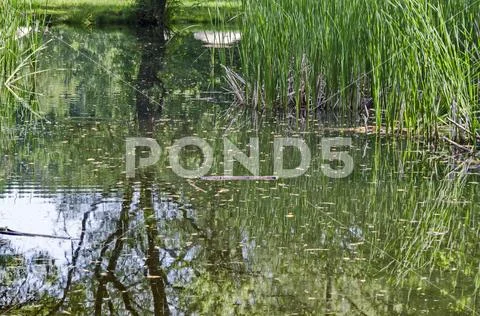 Springtime green and fresh reed, Phragmites communis or rush on a beauty lake Stock Photos
