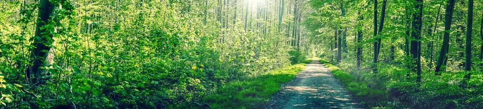 Springtime in a green beech forest Stock Photos